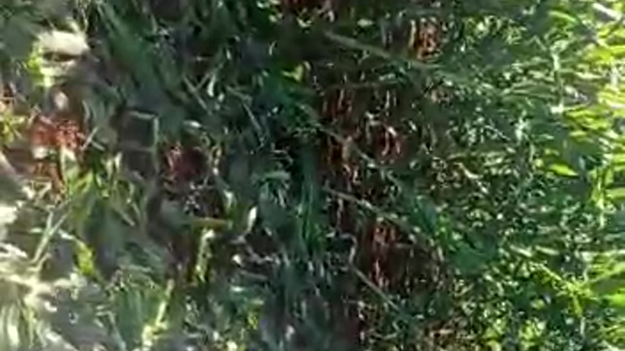 O PT DESTRUINDO O AGRO.