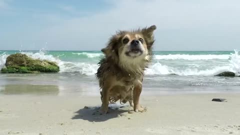 Dog shaking off the water on the beach Free Stock Video