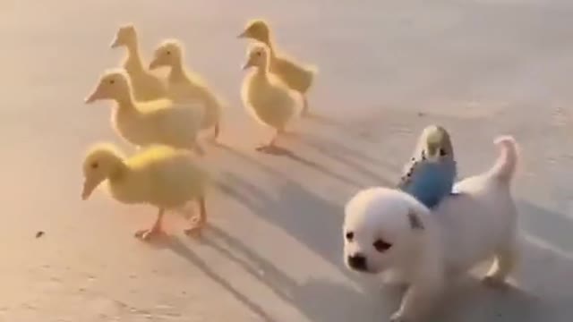 Cute Little Puppy and His Bird Friends