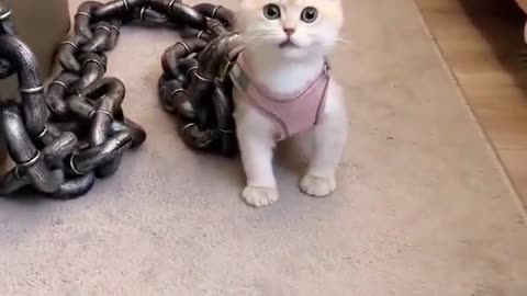 Small Cat🐈 Big Chain⛓️