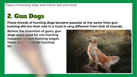 Breeds of Hunting Dogs