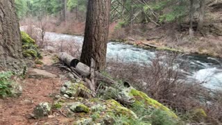 River Wilderness Hike Along Metolius River – Central Oregon