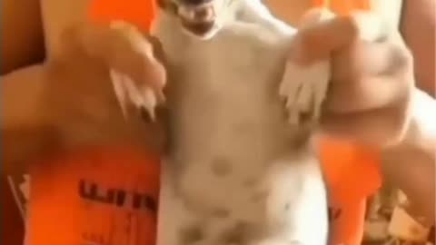 Funny cat animals videos
