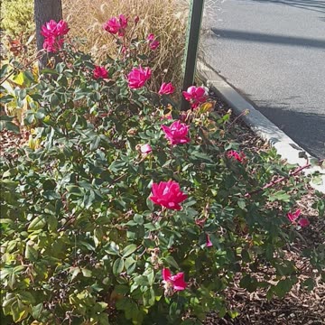 Roses at the lirr station.