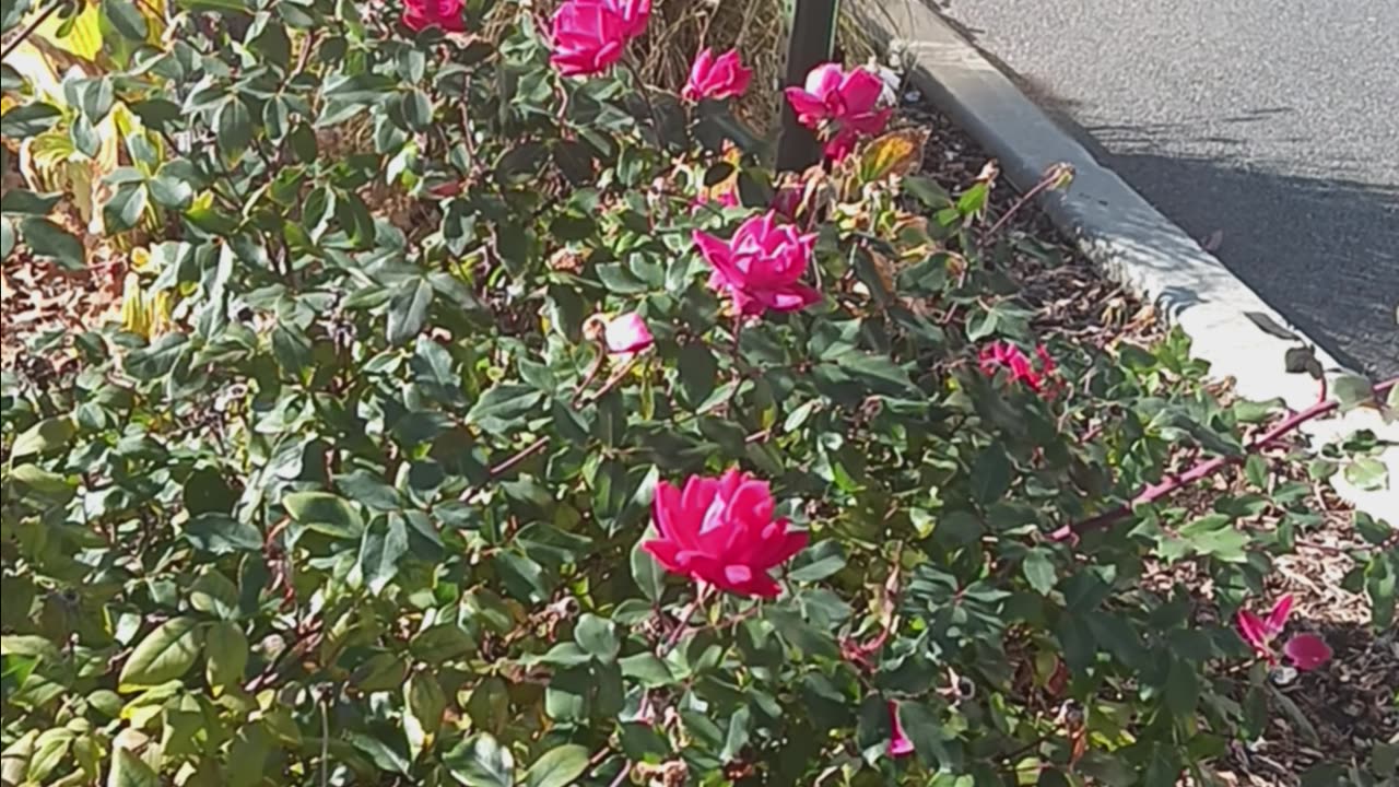 Roses at the lirr station.