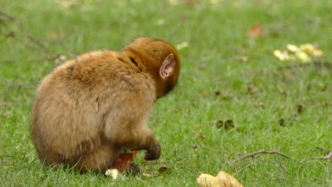 Beautiful monkey In the grass