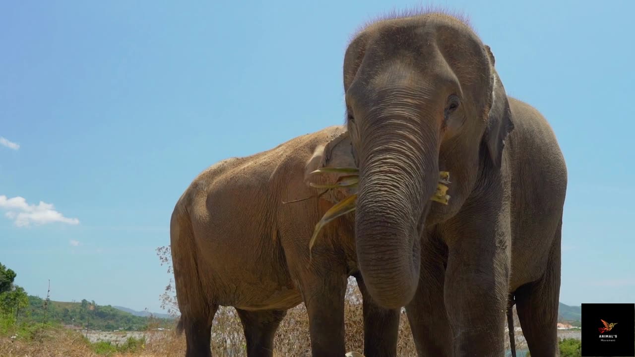 Elephants eating seen in detail