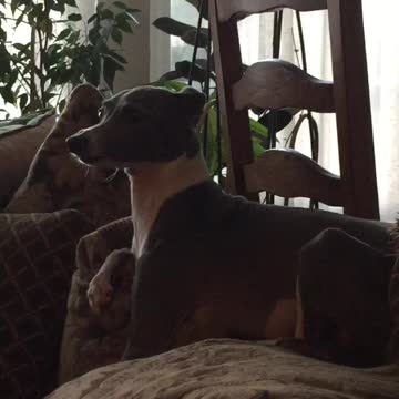 Maharlika likes classics