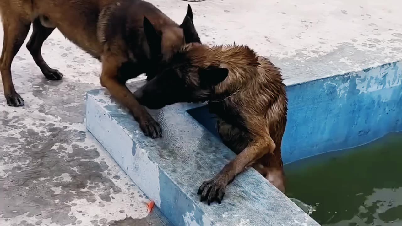 Smart dog saves best friend from drawing.