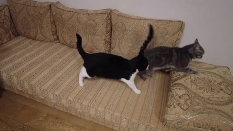 Cat Bites Other Cats Butt(2)