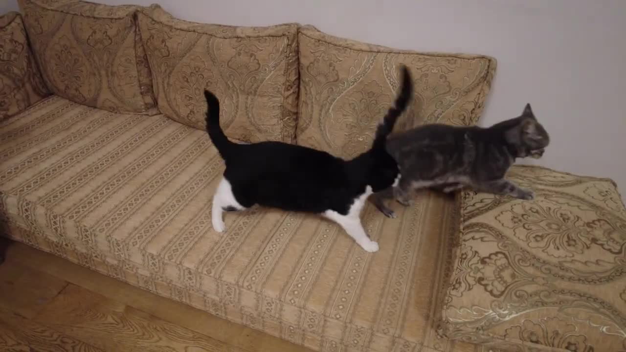 Cat Bites Other Cats Butt(2)