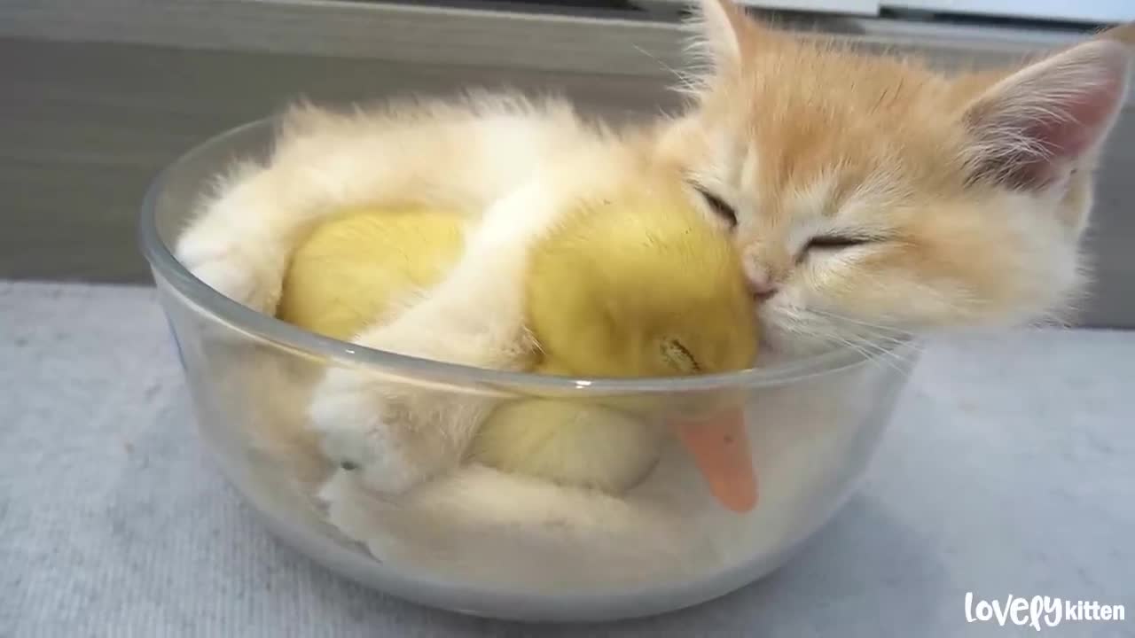 The yellow duckling and duck, and the small cat harmony