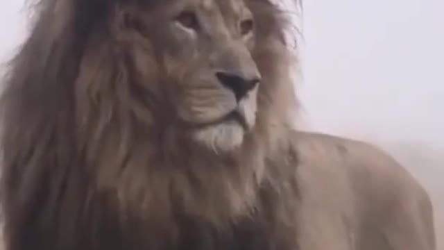 lion king amazing lion lion attitude lion love