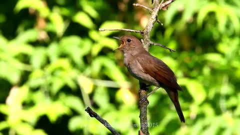 relaxing birdsong