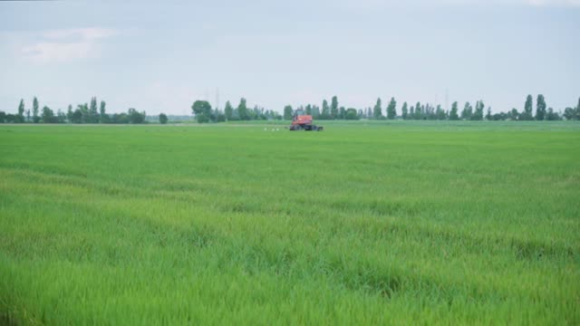 Beautiful View of Green Grass in The Wide Land With Camera Movement