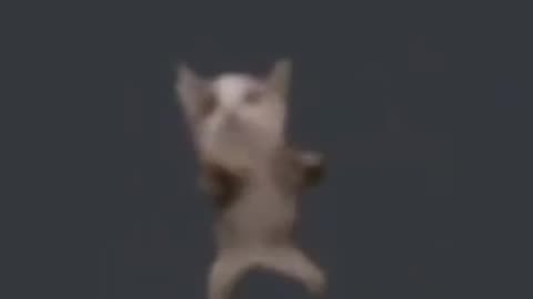 funny cat dance