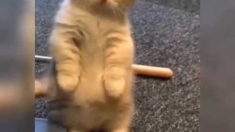 Baby Cats- Cute & Funny Cat Videos Compilation | Cat Videos