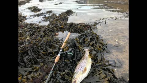 Sea Trout