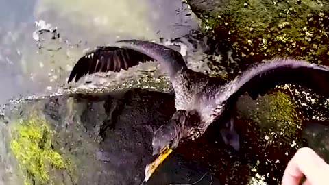 Man Rescues Bird With Hook Stuck In Beak | The Dodo