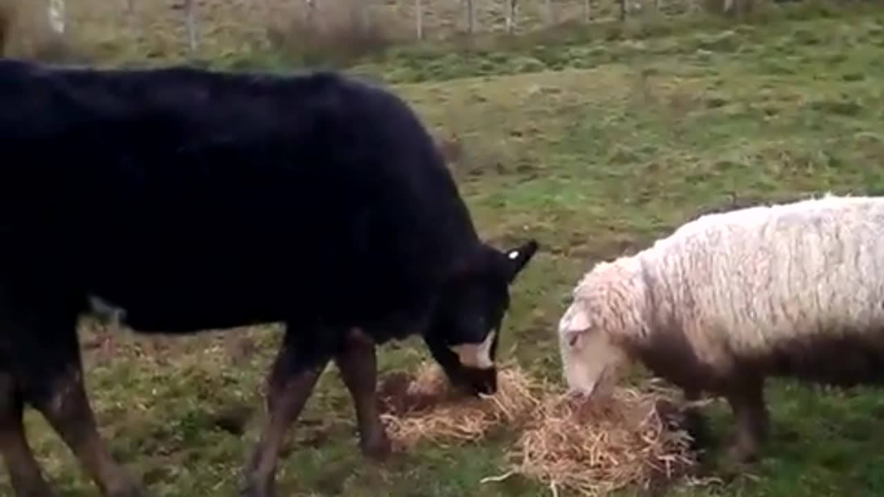 Sheepy eating hay