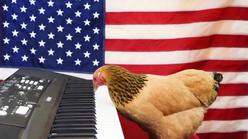 Chicken Plays Star Spangled Banner on Keyboard