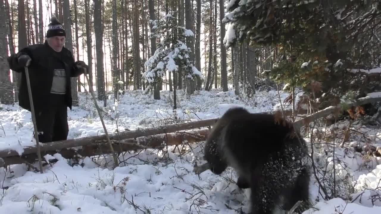 Bear Cub Plays in Snow for First Time at Finland Sanctuary