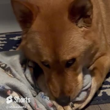 Shibas can really turn up the charm. Watch his adorable eyes