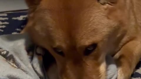 Shibas can really turn up the charm. Watch his adorable eyes