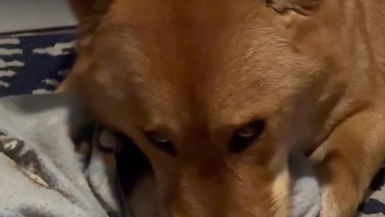 Shibas can really turn up the charm. Watch his adorable eyes