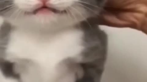 Cute Kitten