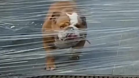 Funniest Animals 🐧 - Awesome Funny Animals' Life Videos 😁 - Cutest Animals Ever #7