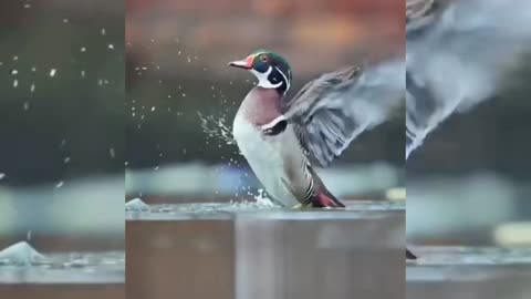 Beautiful lovely bird |rumble video