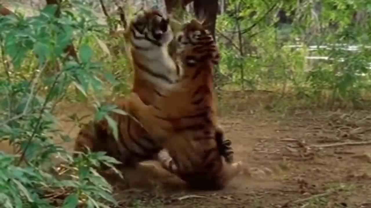 Two Tigers