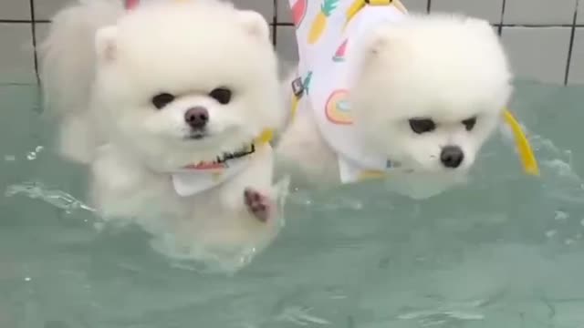 Dog lover