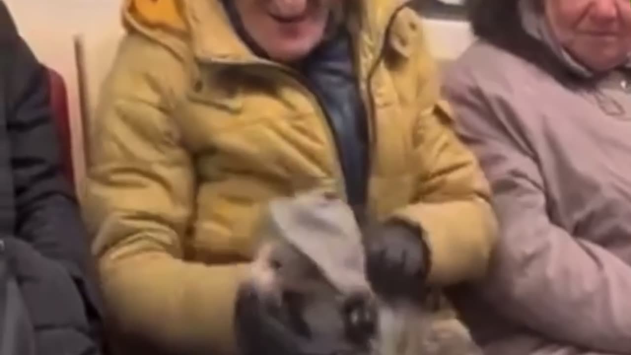 A man dresses a cat in the subway
