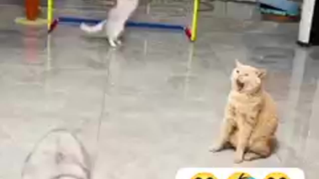 Cat Playing Soccer: LOL Funny Moments with the Unlucky Orange Feline