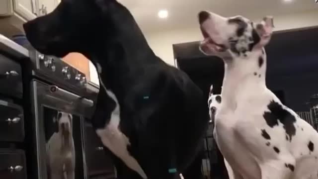 Great Dane Video 36