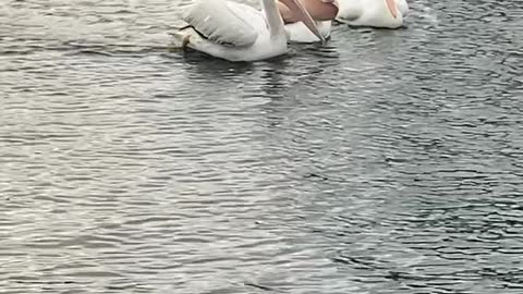 A Pelican Tries to Steal Another Pelican’s Fish