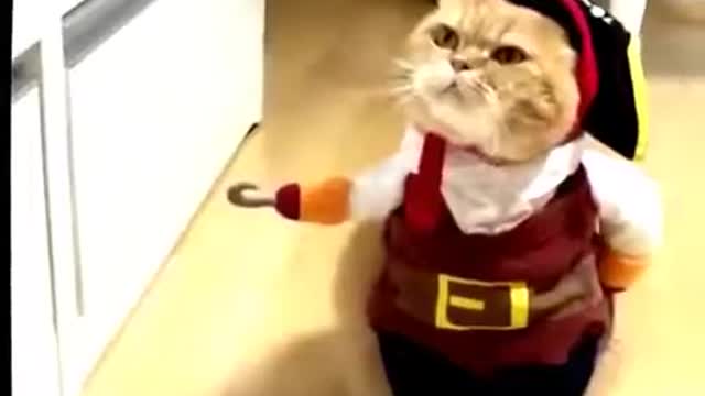 Try Not To Laugh Watching Funny Animals Compilation