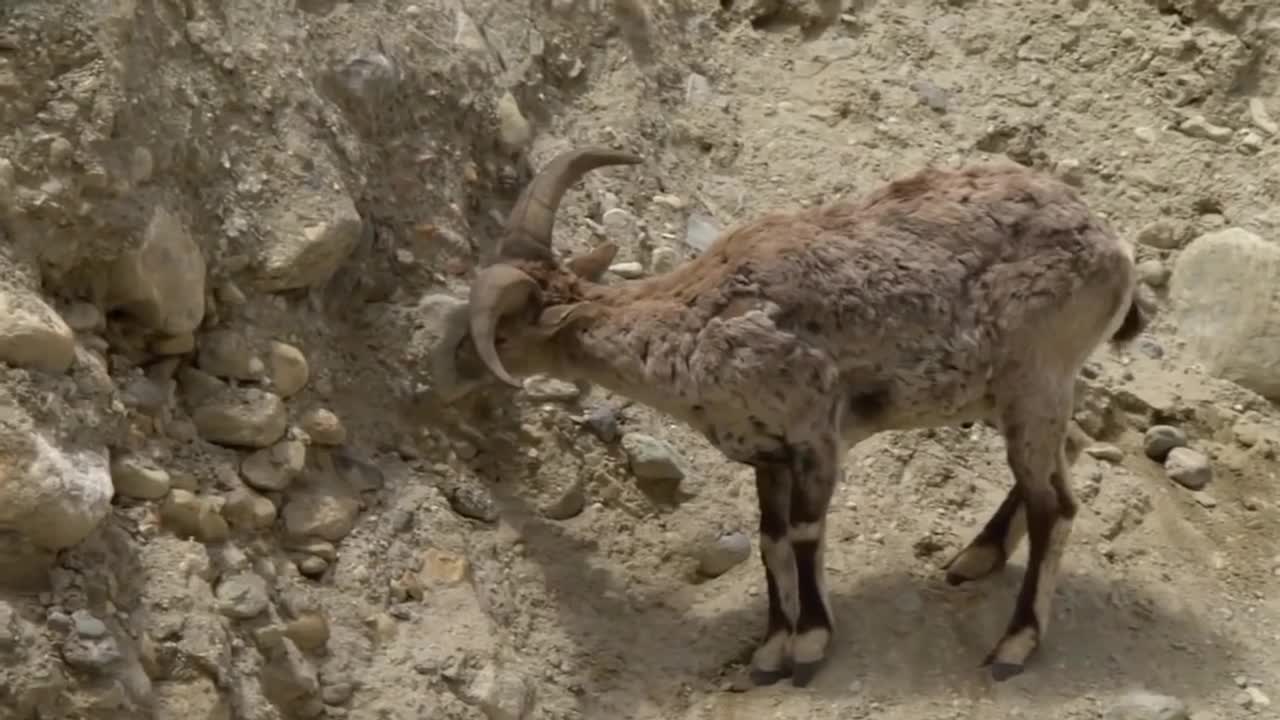 Mountain Goat Tossing Snow Leopard Falls Down From Cliff To Escape - Even The Mighty Can Falter-5