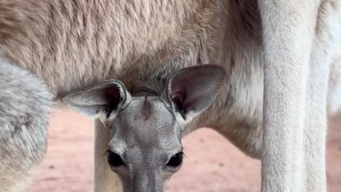 Baby's first look outside the pouch