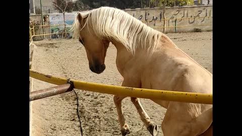 Have you ever seen a horse with such a beautiful color?🤩😍