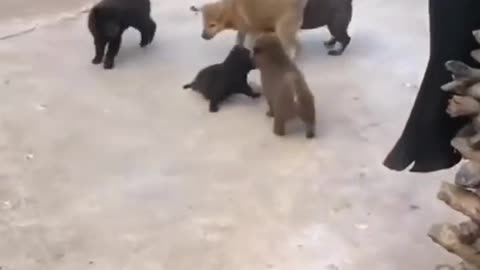 Funny video cute dog funny monkey 🐒🐵