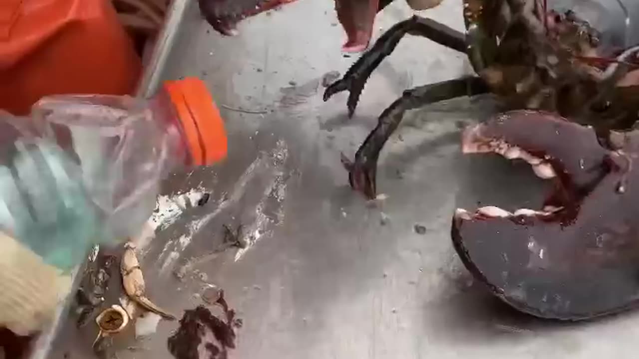 Maine lobster crusher vs pincher claw