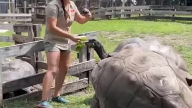 look at the size of the giant tortoises