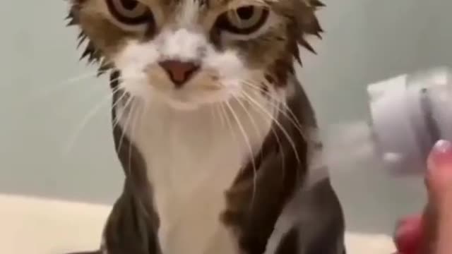 Cat is angry while bathing.