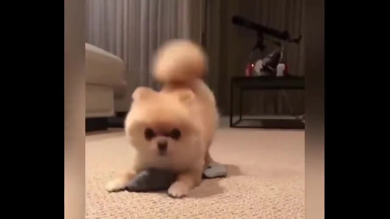 Funny Teacup Pomeranian Compilation