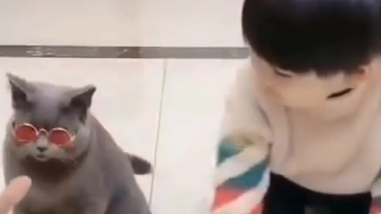 CAT Doing Acting 😍😜🤣