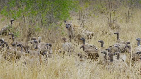 Young Hyena Fights A Hundred Vultures For Food