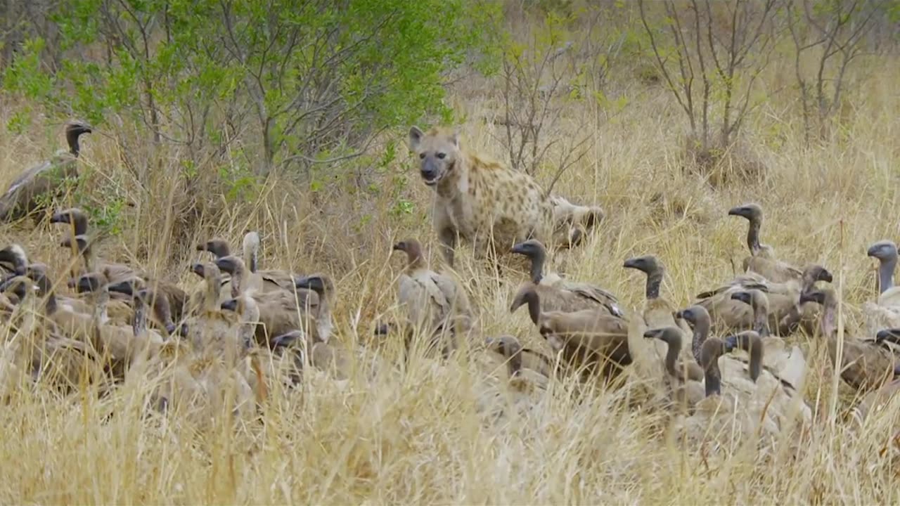 Young Hyena Fights A Hundred Vultures For Food